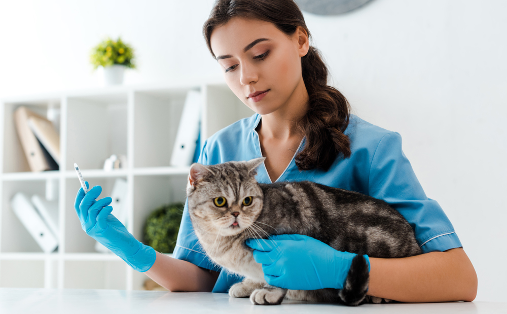 Can You Go to Jail For Killing a Dog? CIR Legal